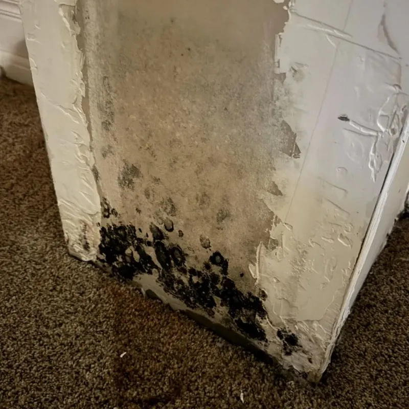 Professional Mold Removal in Warm Springs, OR